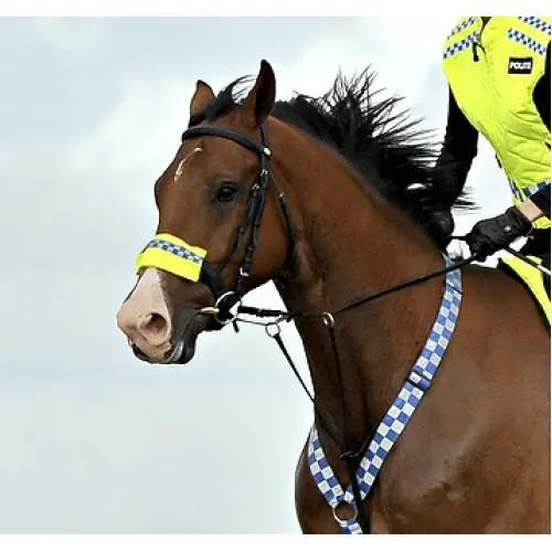 Equisafety Polite Nose, Brow, Rein Band