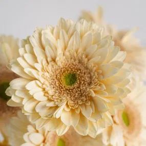 Hint of Blush Gerbera Daisy Flower