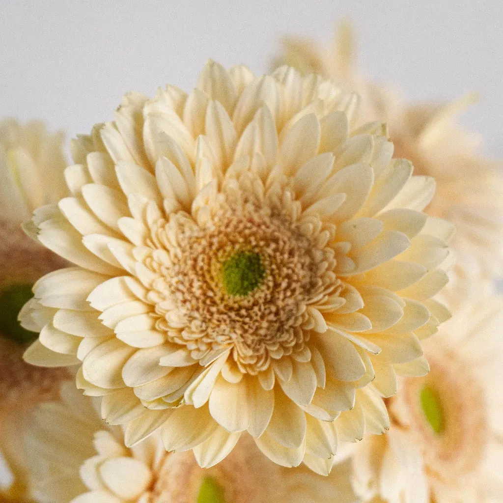 Hint of Blush Gerbera Daisy Flower