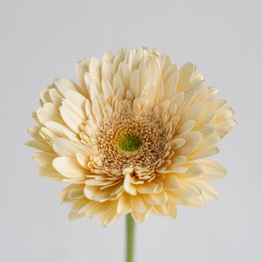 Hint of Blush Gerbera Daisy Flower