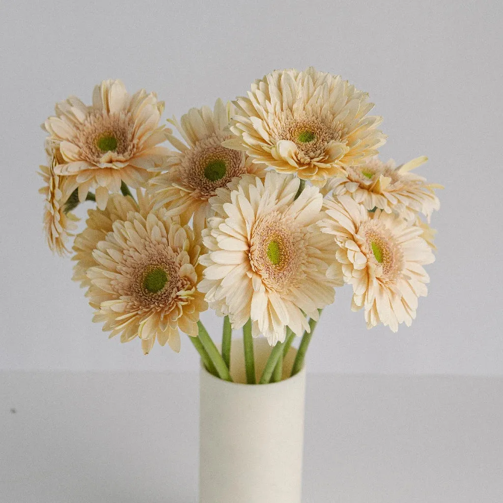 Hint of Blush Gerbera Daisy Flower