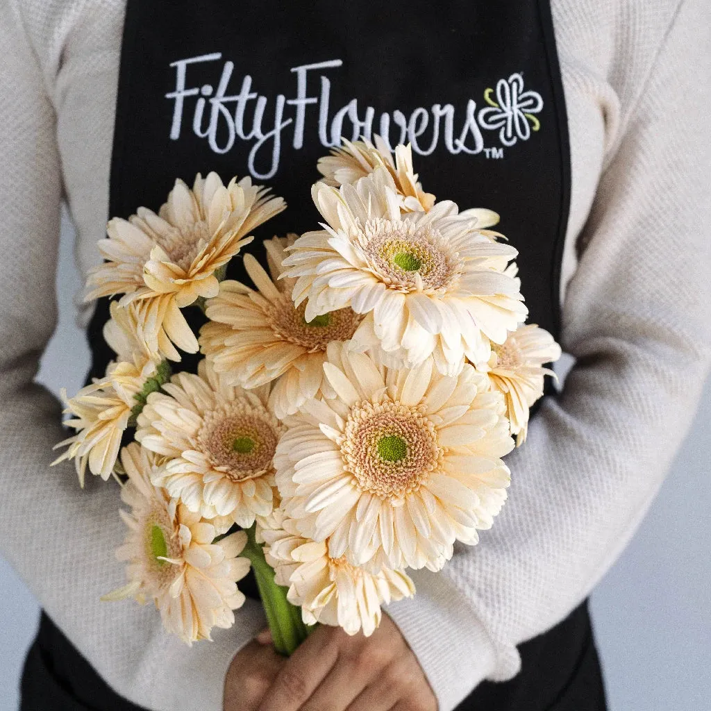 Hint of Blush Gerbera Daisy Flower