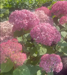 Incrediball Blush Hydrangea